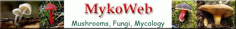 MykoWeb